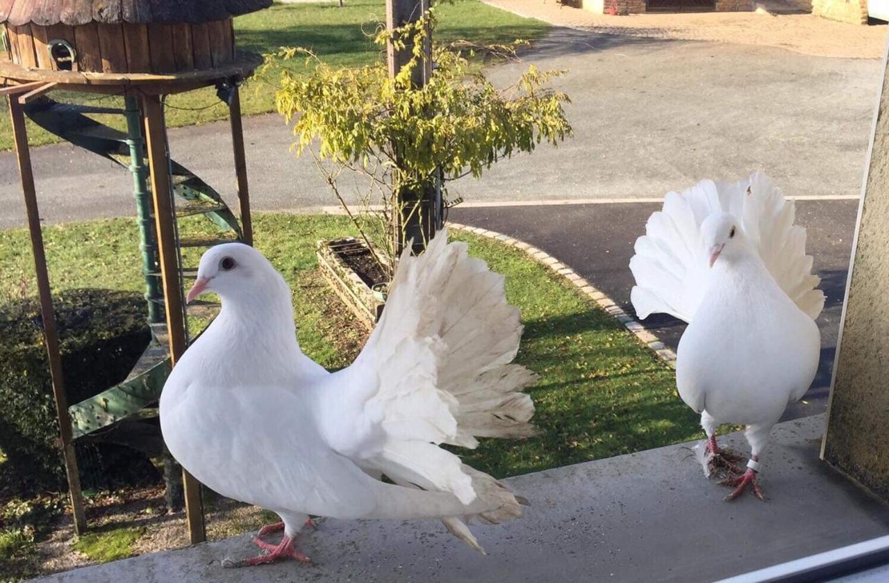 Au Domaine Du Cerf Bed & Breakfast Vyans-le-Val Dış mekan fotoğraf